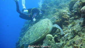 resting with the turtle by Helen Hansen 